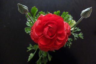 Red Ranunculus