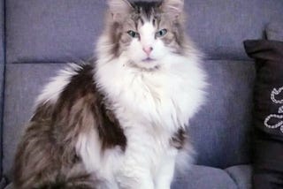 Max, my grey and white Maine Coon Mix breed feline companion