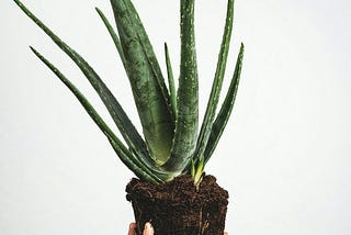 Aloe Vera Soothes & Heals Skin Since Antiquity