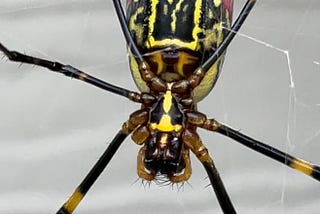 Chronicling the life cycle of Joro Spiders, across two generations