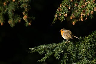 The Robin Doesn’t Save Anybody