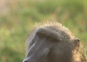 Outsmarted by baboons