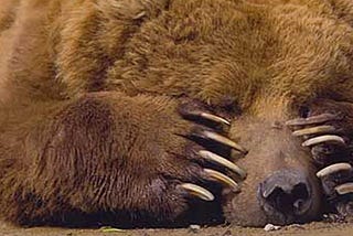 So You’re a Kodiak Bear And You Want To Hire A Life Coach…