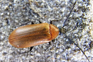 The wood-loving beetle Pseudocistela ceramboides