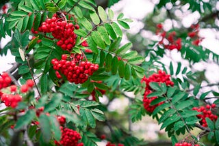 Mountain Ash Tree: Cultural Significance and Insights