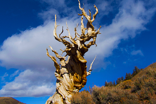 Nature’s Ancient Sages: What Bristlecone Pines Teach Us About Thriving