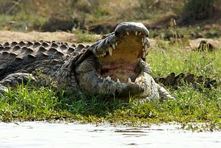 The Serengeti National Park