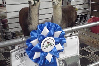 What Happens at an Alpaca Show?