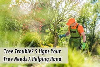 Tree Trouble? 5 Signs Your Tree Needs A Helping Hand