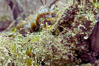 Close up of moss on a log.