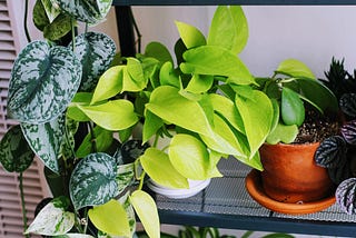 100% Foolproof Guide To Houseplants For Dumb People Who Think They suck at Houseplants