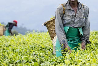 Agriculture: A win-win partner in Africa’s economic transformation?