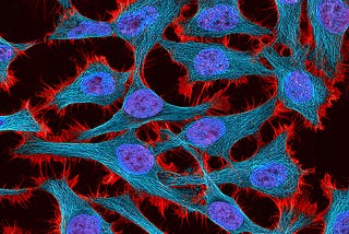 A photo taken through a microscope shows HeLa cells cultured from tissue taken from Henrietta Lacks. The cells appear on a black background. They are stained with additives that make them appear cyan blue with a purple center and red fringe on the edges.