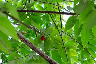 Muntingia Calabura: Strawberry Fruit That Grows On Trees