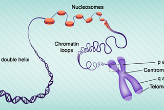 Causes of Human Disease: Exploring Cancer And Genetic Disease