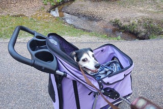 Don’t Be That Person: What Not to Say When You See a Dog in a Stroller.