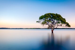 A tree coming out of the water with serene background and beautiful sky.