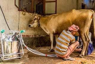 “Moo”-ve over, off-grid milking is here