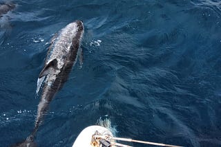 From the Deck: Stories and Surprises from My Global Sailing Expedition