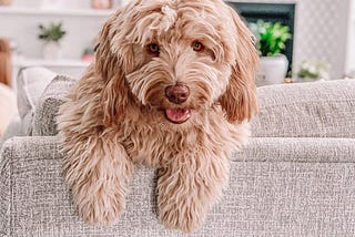 How Much Does a Labradoodle Cost