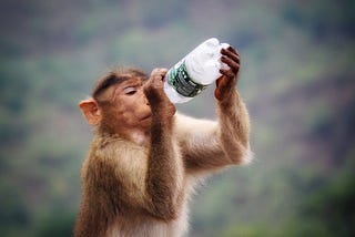Too much Monkey Business