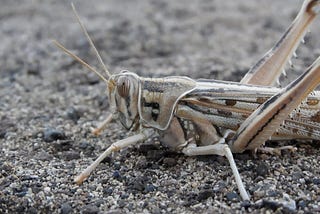 Desert local on stony ground