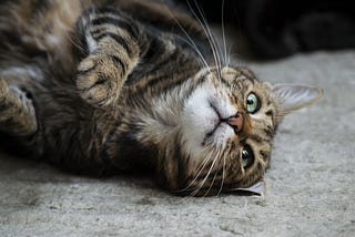 A Story of a Cat-Killing Teen that Shook Toronto