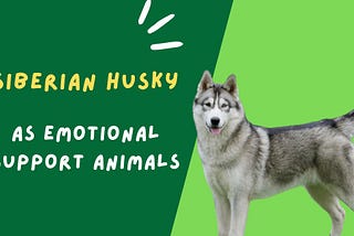 Siberian Huskies as Emotional Support Animals: What to Expect