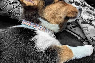 "Corgis: The Perfect Furry Companion for Hustlers and Entrepreneurs"