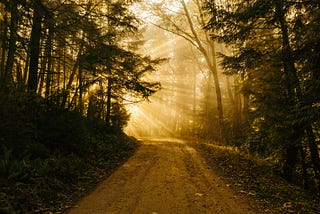 A path in the woods; light beams from around the bend