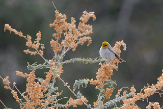 A grey and brown bird with a yellow head sitting in a brushy plant with green and brown leaves