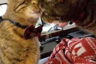 Two tabby cats nose to nose Harper Lee and Scout
