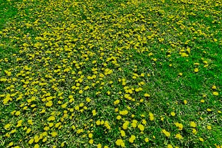 field of dandelions in bloom