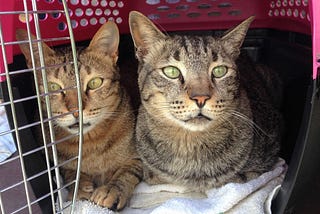 Why Your Shy Cat Isn’t Warming Up (And What to Do Instead)