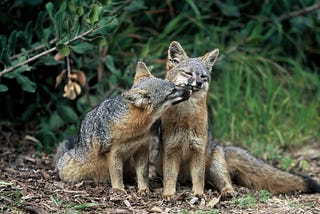 FOXFAX: Five Facts About the World’s Most Adorable Foxes