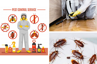 Effective pest control methods used by professionals in Delhi