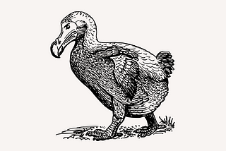Black and white illustration of a dodo bird: like a turkey with a bulbous beak