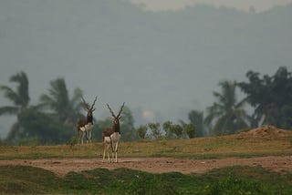 Ganjam Model of conservation: A story of co-existence