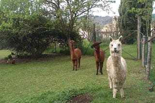 5 Life Lessons from Alpacas