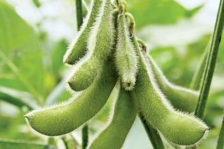 New Soybean Varieties for Improved Productivity