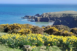 Daffodils and gorse on the cliff-tops overlooking the rocky Aberdeenshire coast and the azure blue sea