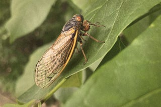 A 17-year cicada sits on a leaf.