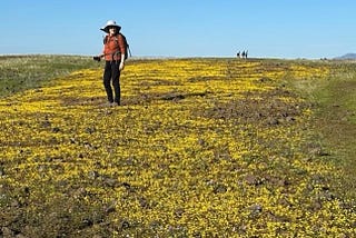 To the budding wild flowers