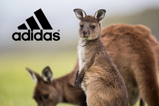 Adidas Ends Use of Kangaroo Leather After Pressure from Animal Welfare Groups