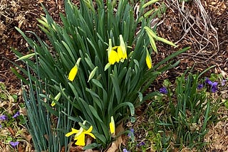 Winter Blooms?