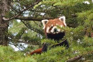 Image shows a red panda in a green-leaved tree.