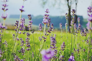 Creating a Meaningful Life at Midlife
