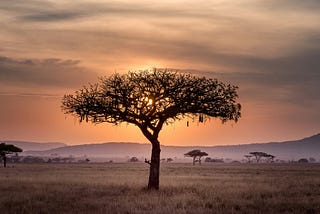 Sunset in the Serengeti