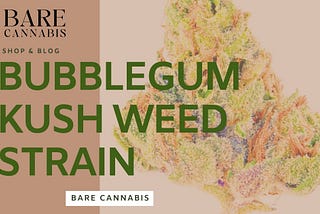 Bubblegum Kush Weed Strain