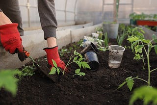 HOW TO START A HOME GARDEN IN NIGERIA